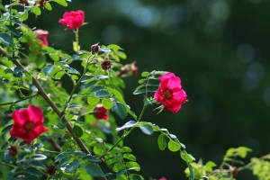 Rosa moyesii‘Geranium’,ロサ・モエシー・ゼラニューム