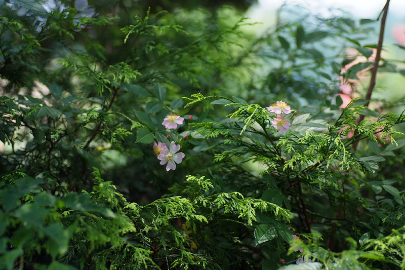 ピンクのノイバラ?