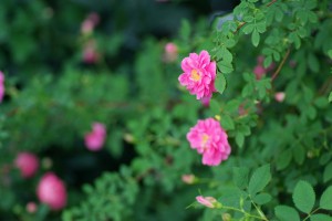 Rosa californica plena（ロサ・カリフォルニカ・プレナ）