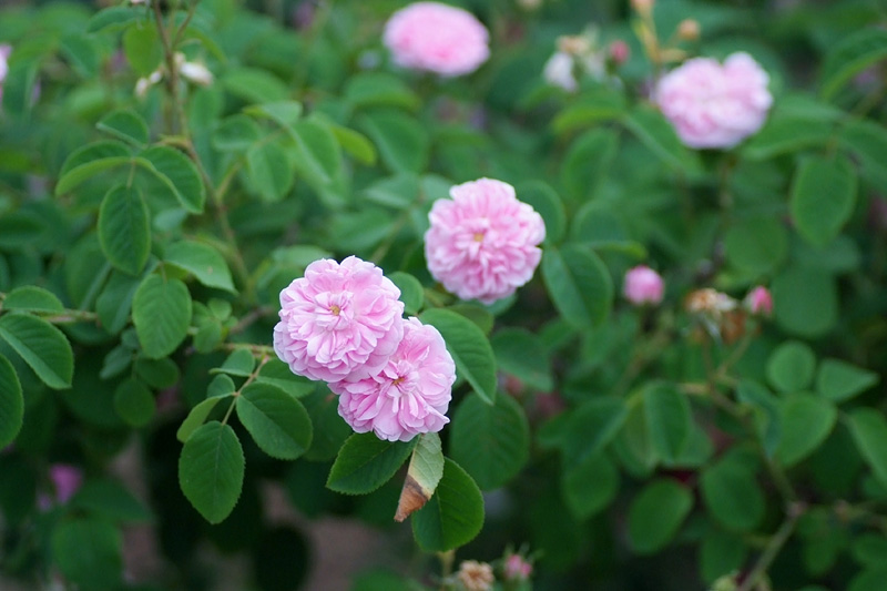 プティ・リゼット