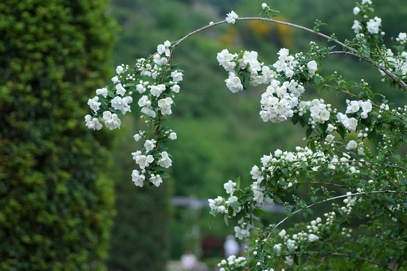 八重バイカウツギ