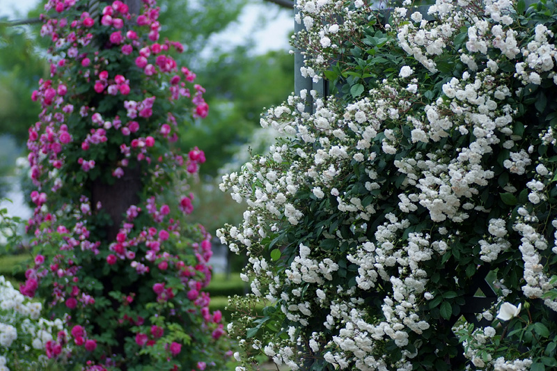 ダンディー・ランブラーかも