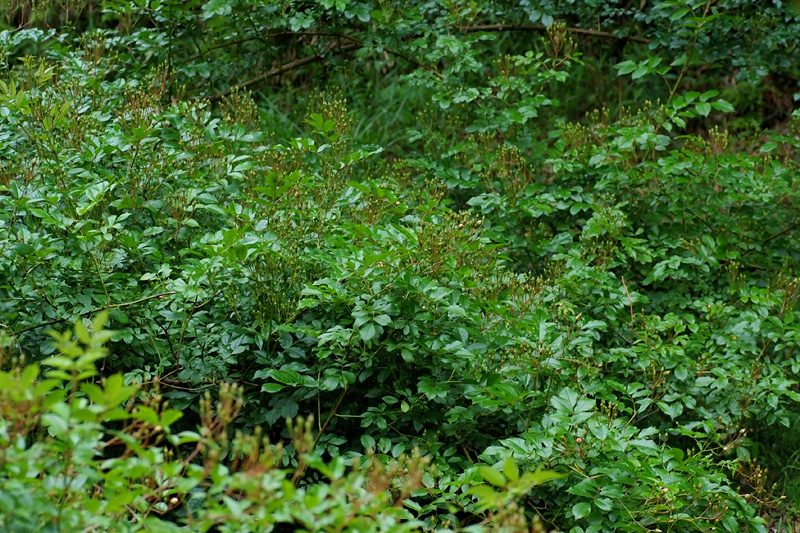 ロサ・シノウィルソニー