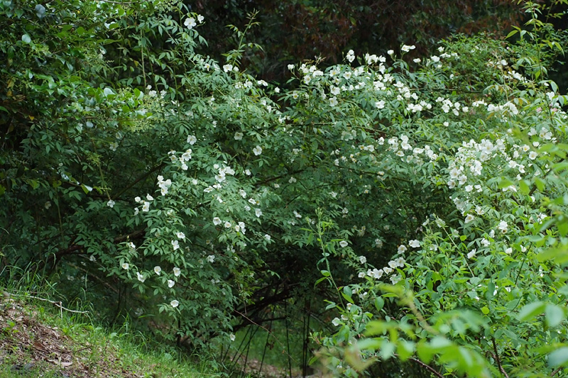 ロサ・ブルノニー