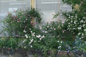 花壇のバラと宿根草